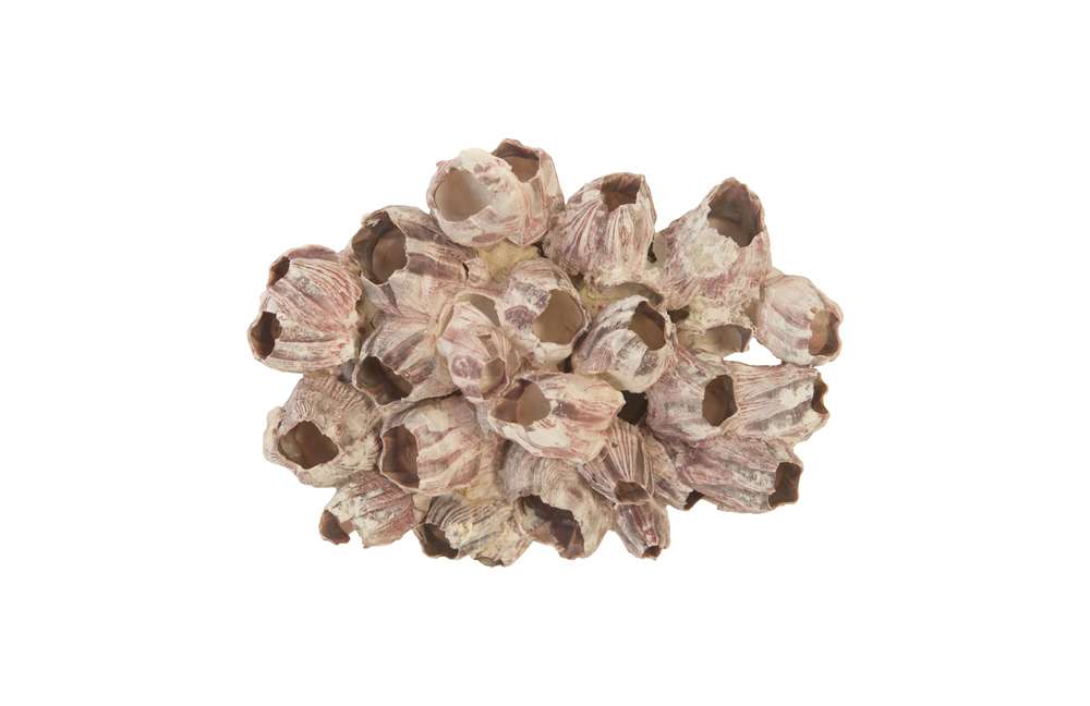 Phillips Collection - Barnacle Cluster Wall Art, LG - PH97075 veiw 2