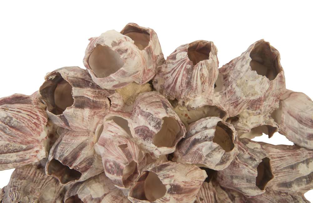 Phillips Collection - Barnacle Cluster Wall Art, LG - PH97075 veiw 3