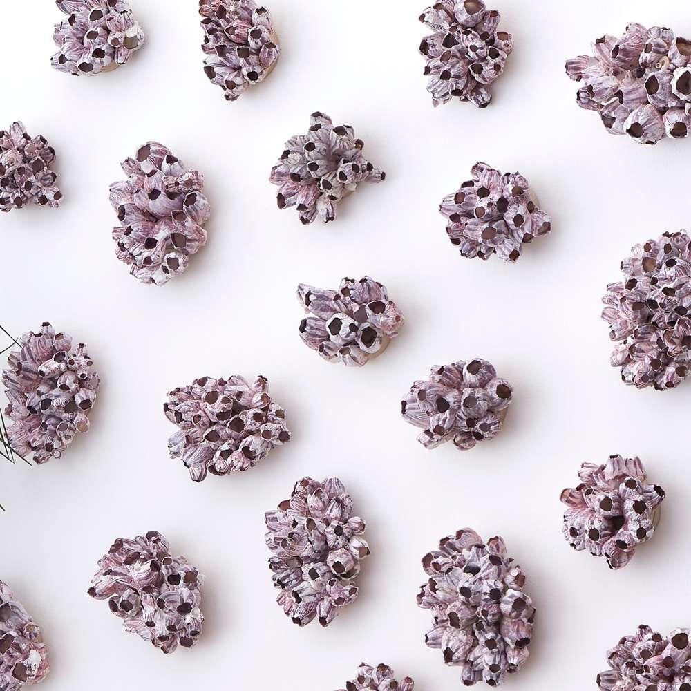 Phillips Collection - Barnacle Cluster Wall Art, LG - PH97075 veiw 5