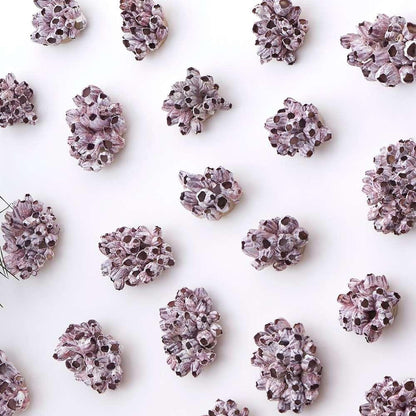 Phillips Collection - Barnacle Cluster Wall Art, LG - PH97075 veiw 5