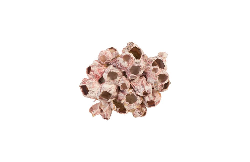 Phillips Collection - Barnacle Cluster Wall Art, MD - PH97076