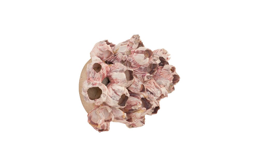 Phillips Collection - Barnacle Cluster Wall Art, MD - PH97076