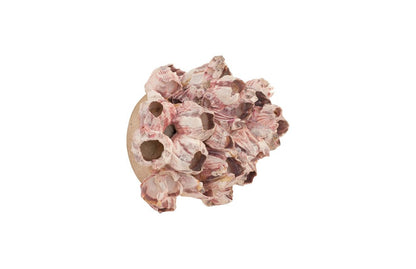 Phillips Collection - Barnacle Cluster Wall Art, MD - PH97076