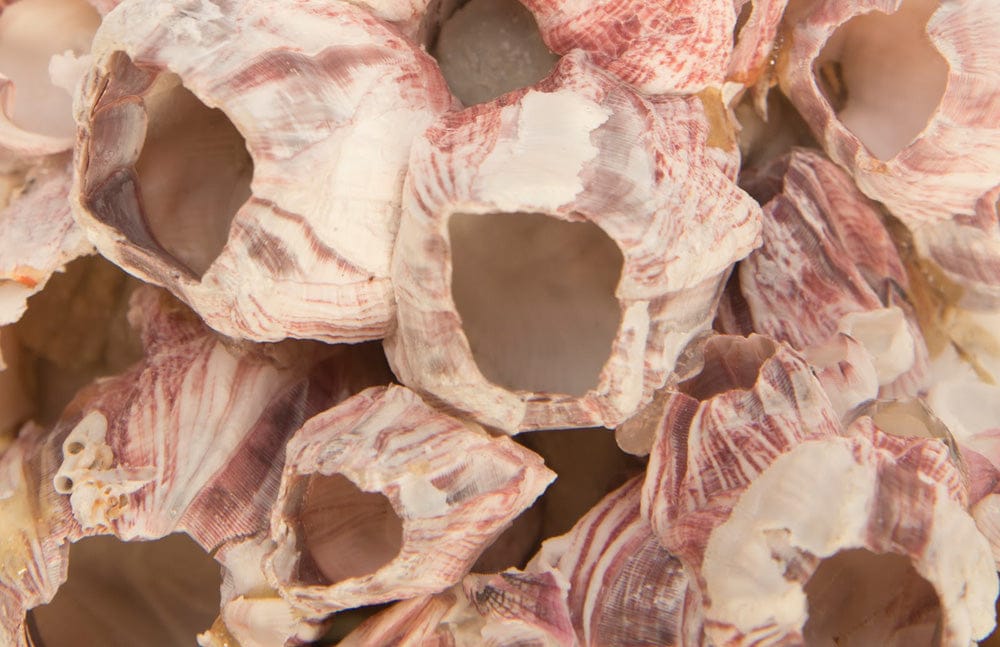 Phillips Collection - Barnacle Cluster Wall Art, MD - PH97076