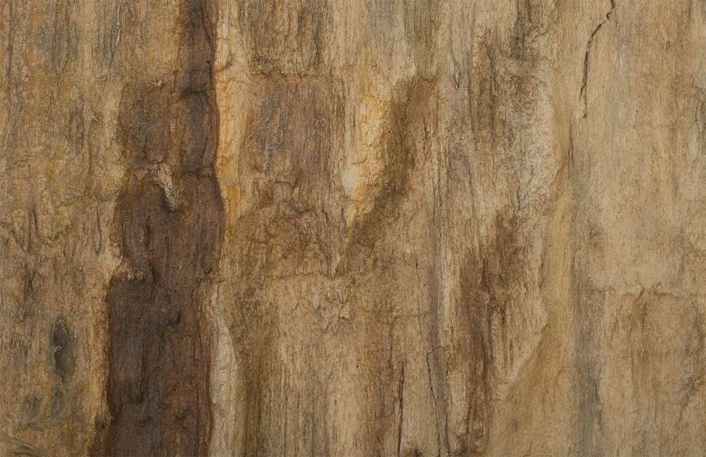 Phillips Collection - Cast Petrified Wood Wall Tile, Resin, Square - PH89988 veiw 3