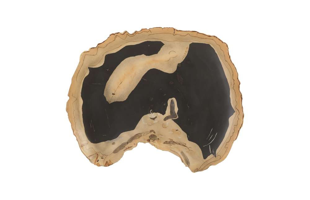 Phillips Collection - Cast Petrified Wood Wall Tile, Resin, Thin - PH92564 veiw 1