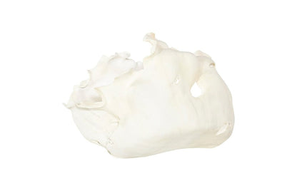 Phillips Collection - Cast Root Bowl, Open, Faux Bleached - PH117411 view 3