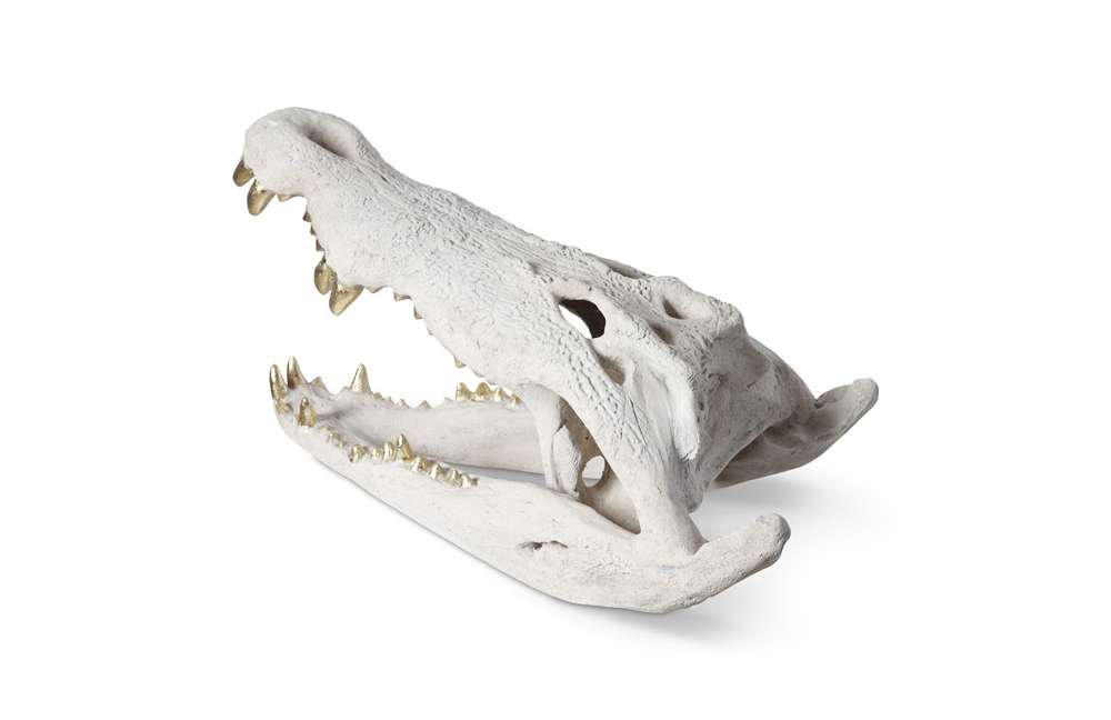 Phillips Collection - Crocodile Skull, Roman Stone, Gold Leaf - PH56708 veiw 3