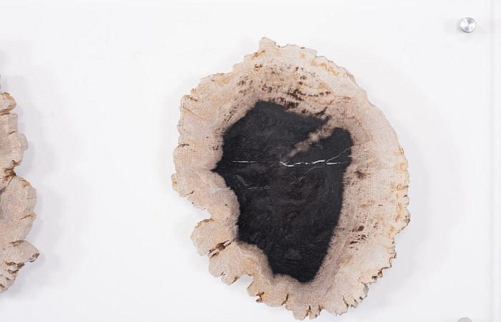 Phillips Collection - Floating Petrified Double Slice Wall Art - ID97237 view 3