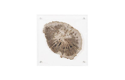 Phillips Collection - Floating Petrified Slice Wall Art, Assorted - ID97236 view 1