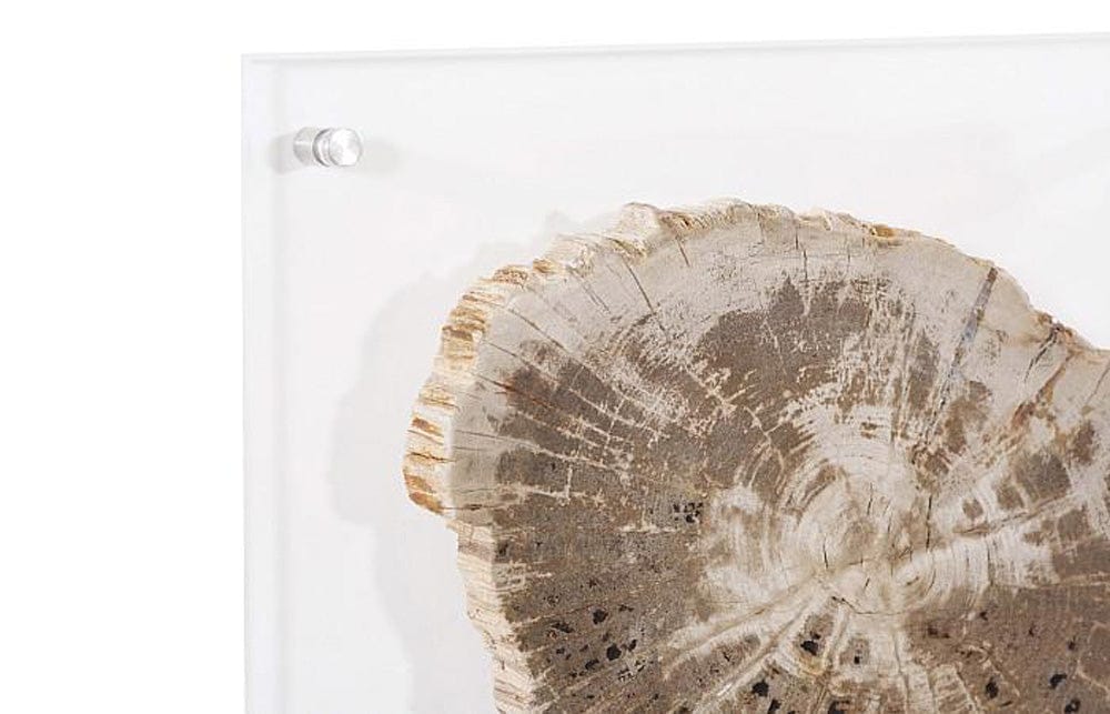 Phillips Collection - Floating Petrified Slice Wall Art, Assorted - ID97236 view 3