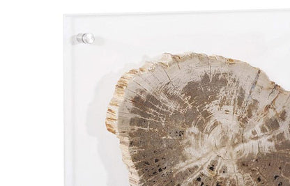 Phillips Collection - Floating Petrified Slice Wall Art, Assorted - ID97236 view 3