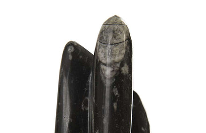 Phillips Collection - Fossilized Squid Sculpture, Assorted - MA87549 veiw 2