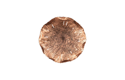 Phillips Collection - Lotus Wall Art, Copper/Black, SM - TH96156 view 1