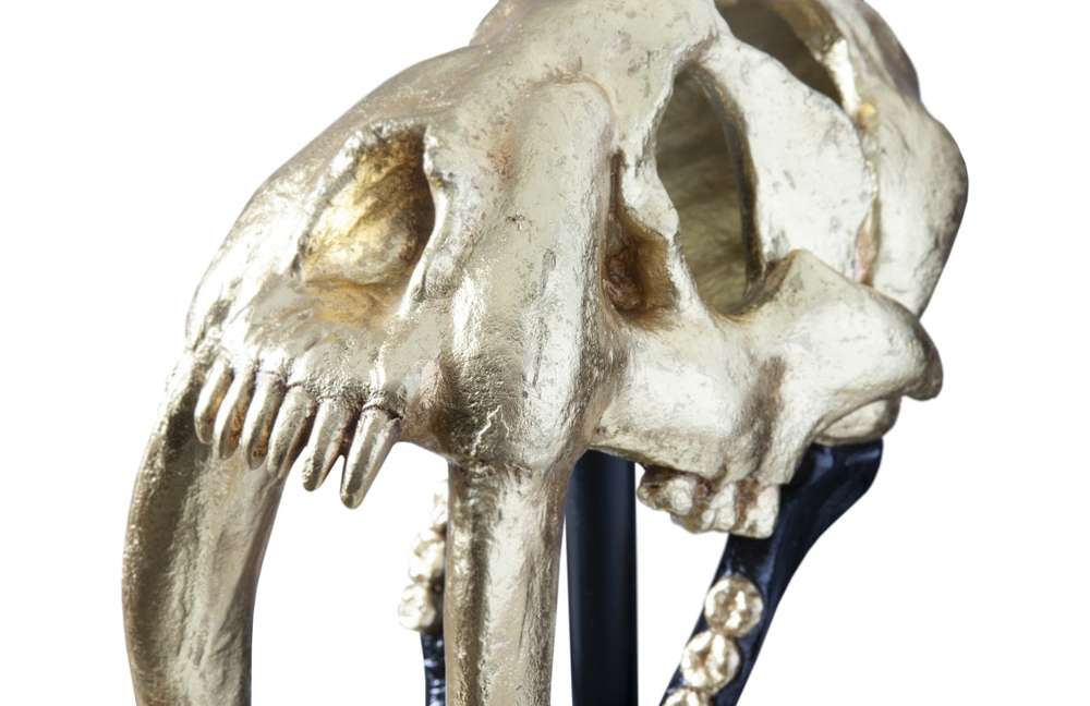 Phillips Collection - Saber Tooth Tiger Skull, Black, Gold Leaf - PH67580 veiw 4