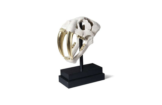Phillips Collection - Saber Tooth Tiger Skull, Roman Stone - PH56706 veiw 1