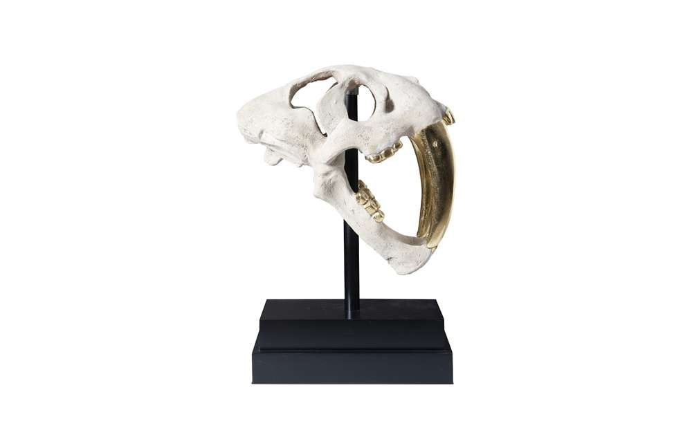 Phillips Collection - Saber Tooth Tiger Skull, Roman Stone - PH56706 veiw 2
