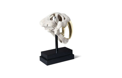 Phillips Collection - Saber Tooth Tiger Skull, Roman Stone - PH56706 veiw 3