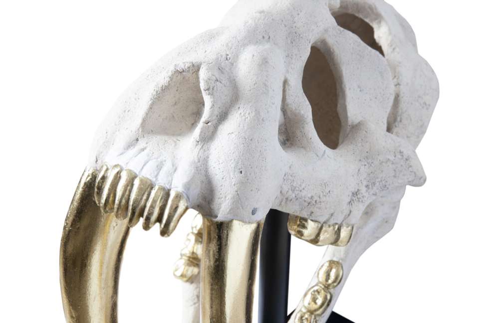 Phillips Collection - Saber Tooth Tiger Skull, Roman Stone - PH56706 veiw 4