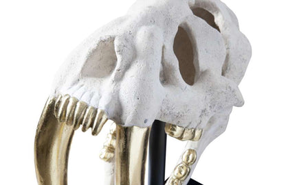 Phillips Collection - Saber Tooth Tiger Skull, Roman Stone - PH56706 veiw 4