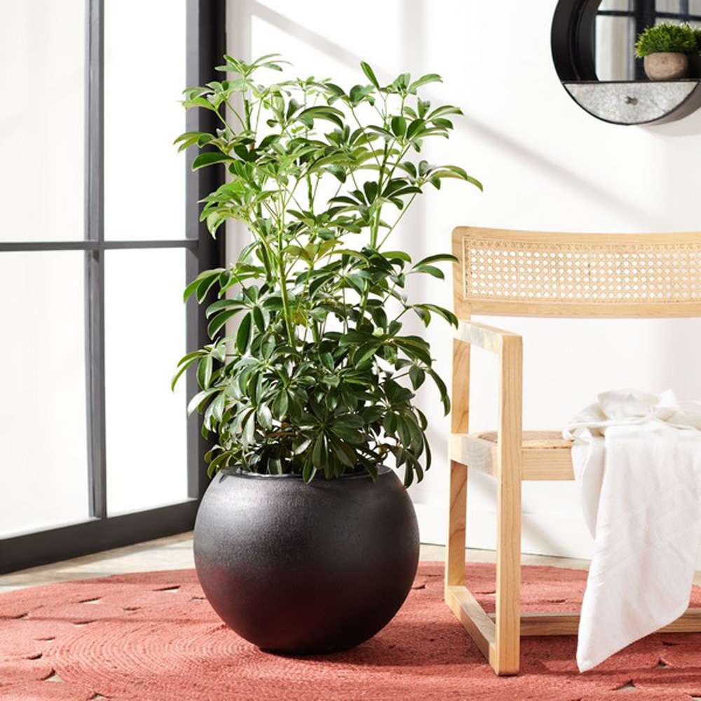 Safavieh - Gerand Planter - Black - PAT1518A veiw 2