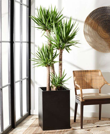Safavieh - Kendri Planter - Black - PAT1521A veiw 2