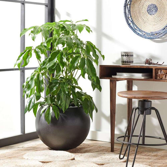 Safavieh - Kenslia Planter - Black - PAT1519A veiw 2