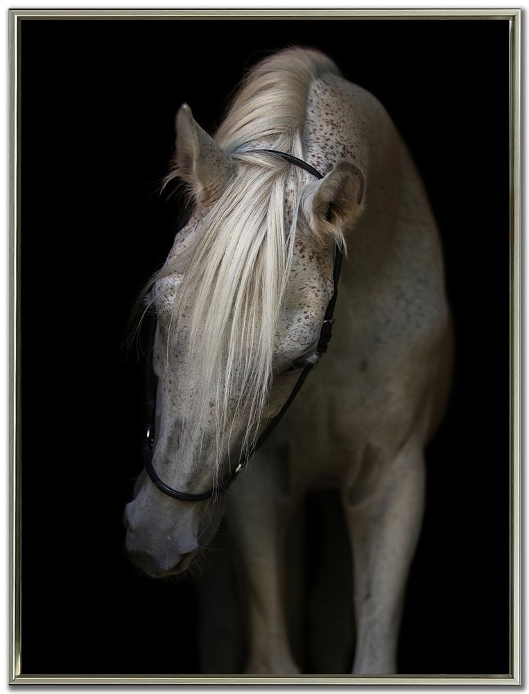 Streamline Art - Mystical Horse - WBG24331 view 1