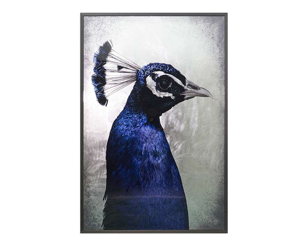 Sunpan - The Peacock - 48in X 72in - Charcoal Frame - A0262 veiw 1