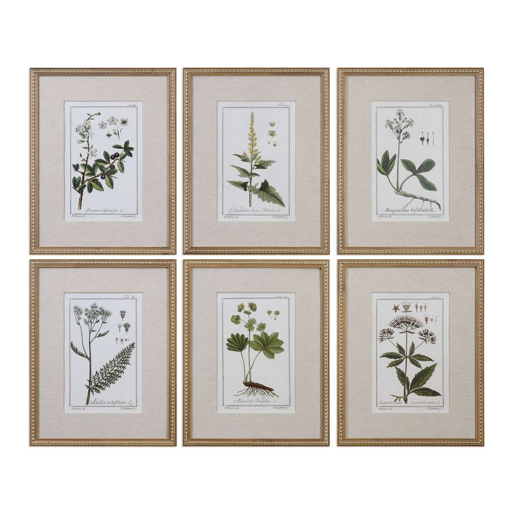 Uttermost - Green Floral Botanical Study Prints Set of 6 - 33651 veiw 1