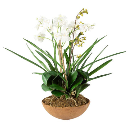 Uttermost - Moth Orchid Planter - 60039 veiw 3