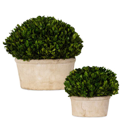 Uttermost - Oval Domes Preserved Boxwood Set/2 - 60107 veiw 1