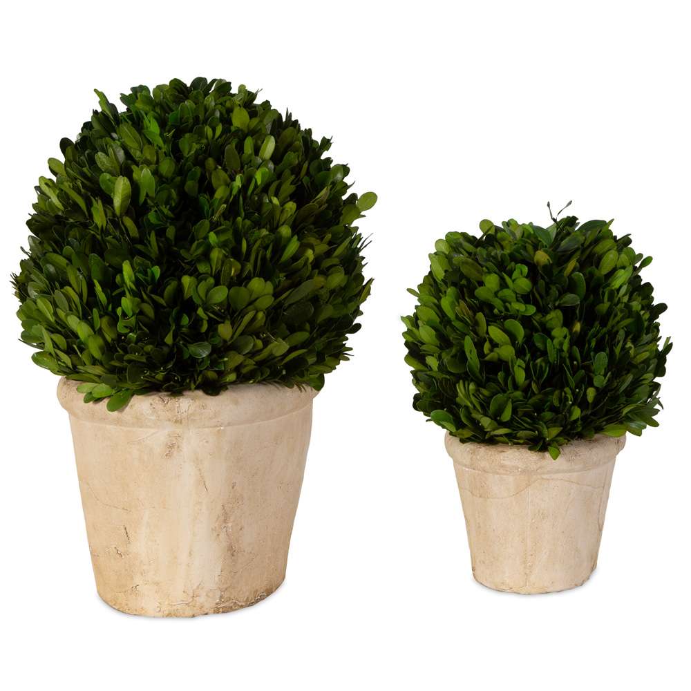 Uttermost - Oval Domes Preserved Boxwood Set/2 - 60107 veiw 3