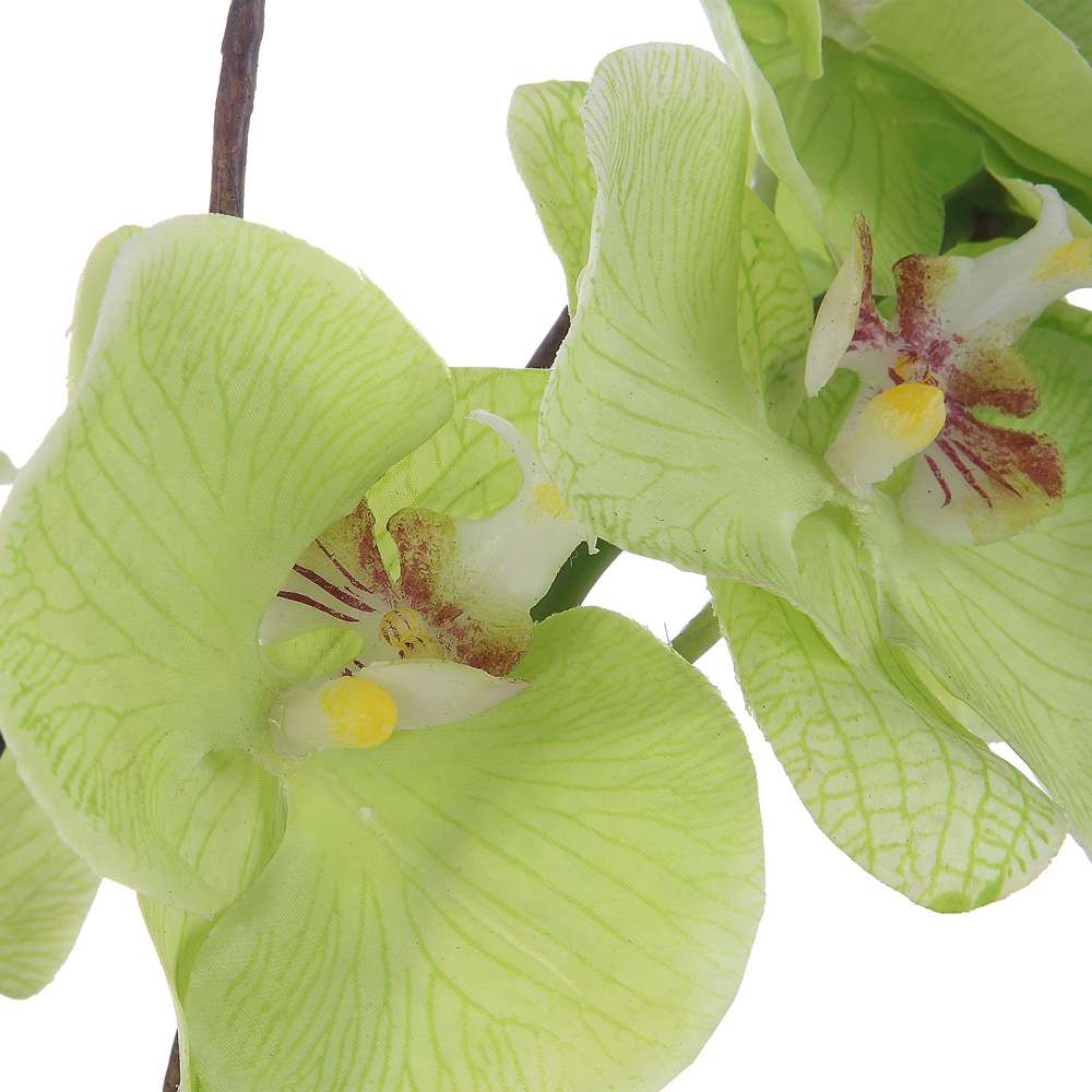 Uttermost - Valdive Orchid - 60199 veiw 3