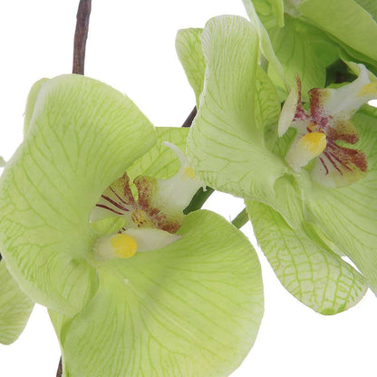 Uttermost - Valdive Orchid - 60199 veiw 3