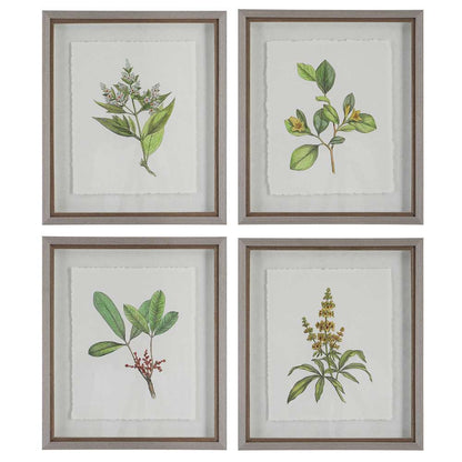 Uttermost - Wildflower Study Framed Prints (Set of 4) - 41461 veiw 1