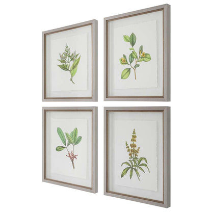 Uttermost - Wildflower Study Framed Prints (Set of 4) - 41461 veiw 3