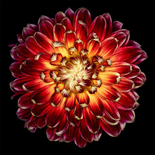 Wendover Art Group - Bloom in Focus 2, No Frame - WPH1869 veiw 1