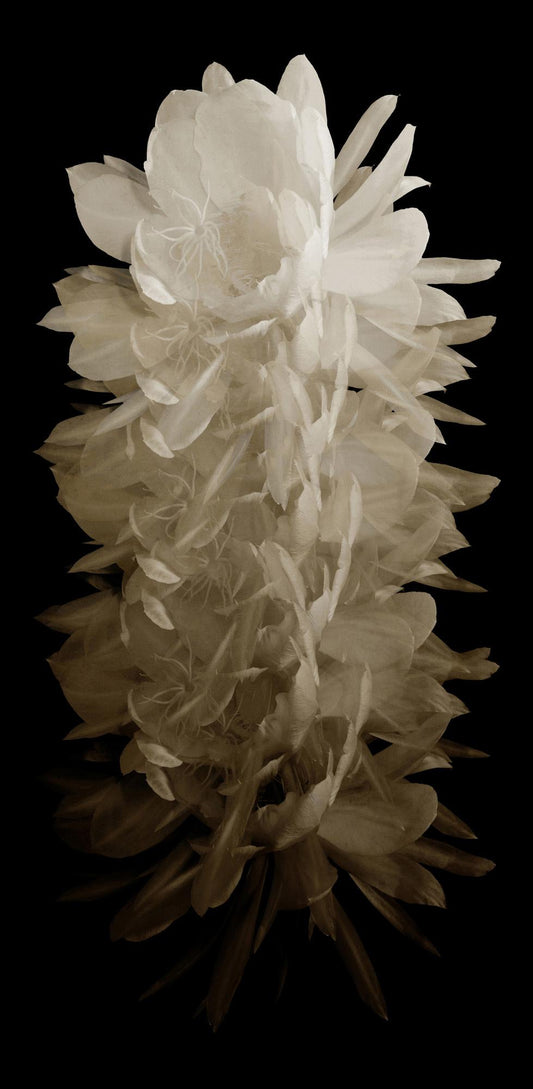 Wendover Art Group - Cereus 1, No Frame - WPH1627 veiw 1