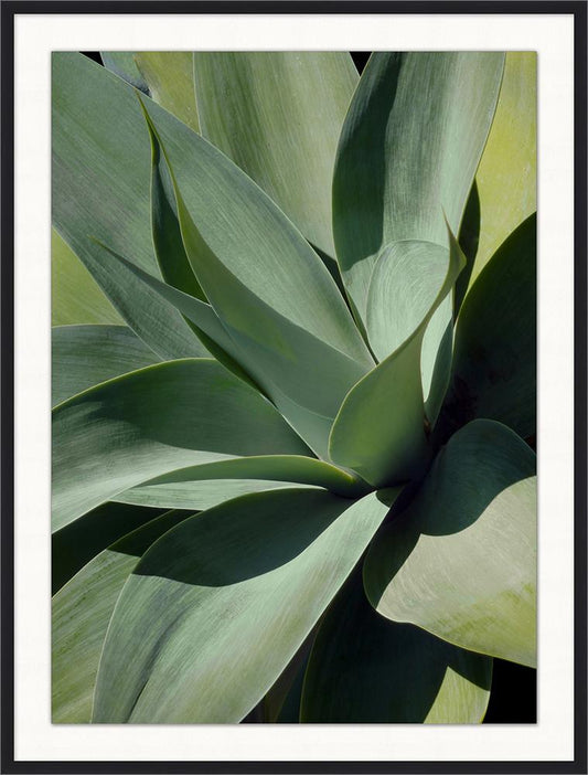 Wendover Art Group - Christopher Kennedy Bold Agave 1, Matte Black - CK0511 veiw 1