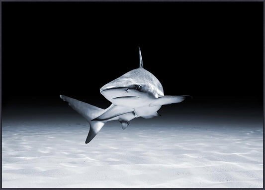 Wendover Art Group - Mat Sanders Swimming 2, Floater Frame - Matte Black - WMS0006 veiw 1