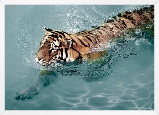 Wendover Art Group - Mat Sanders Tiger Swim 2, White - WCON013 view 1