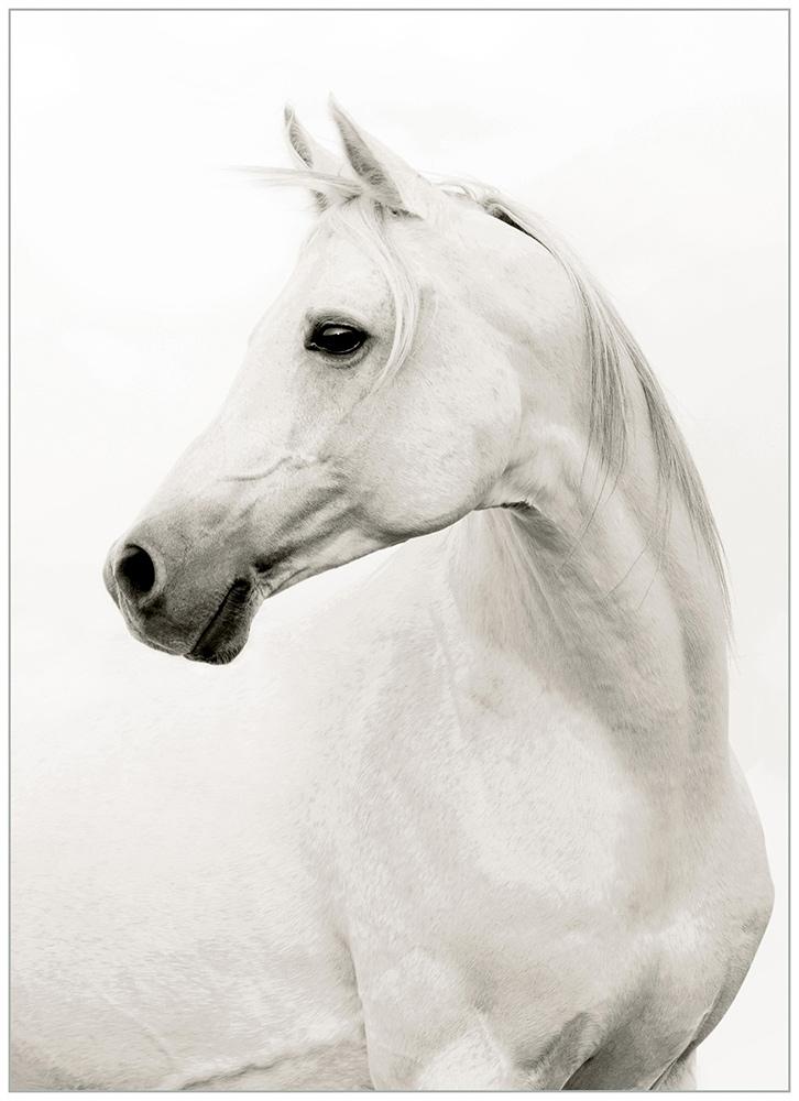 Wendover Art Group - Portrait of a Stallion, Floater Frame - Matte White - WPH1614 veiw 1