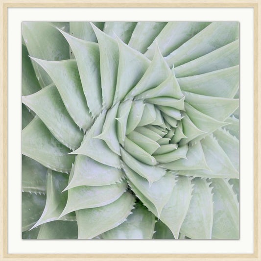 Wendover Art Group - Soft Succulent 3, Off-White Woodgrain - WPH1631 veiw 1