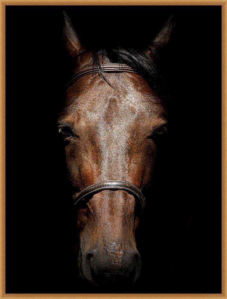 Wendover Art Group - Thoroughbred in Shadow, Satin Gold - WPH1913 veiw 1
